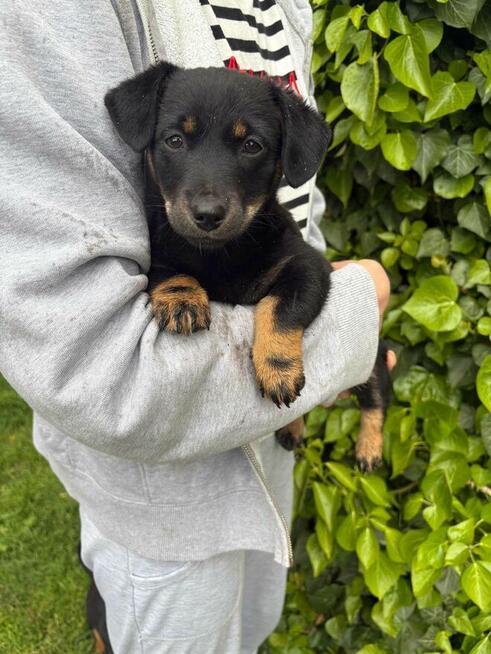 Oddam pieski w dobre ręce