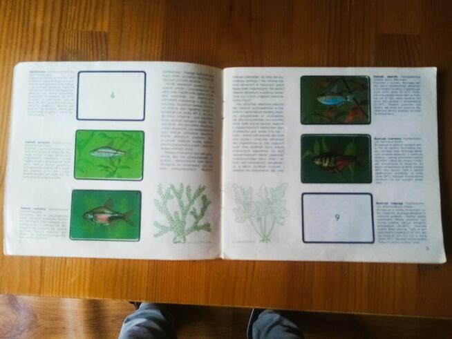 IS album naklejki ryby akwariowe