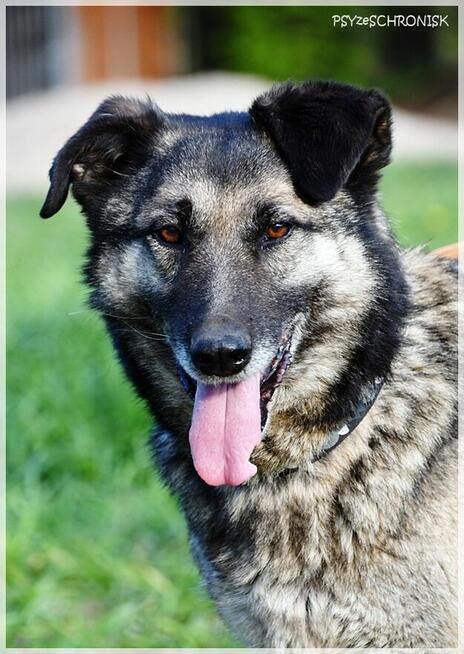 Wilczek – z Wojtyszek do Azylu –teraz szuka ostoi na starość