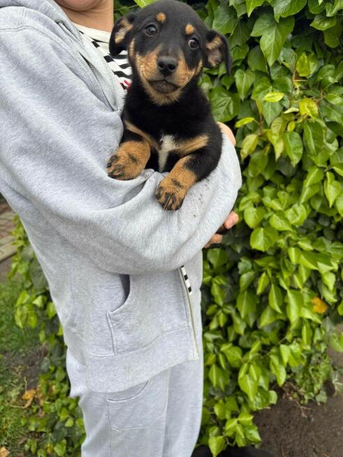 Oddam pieski w dobre ręce