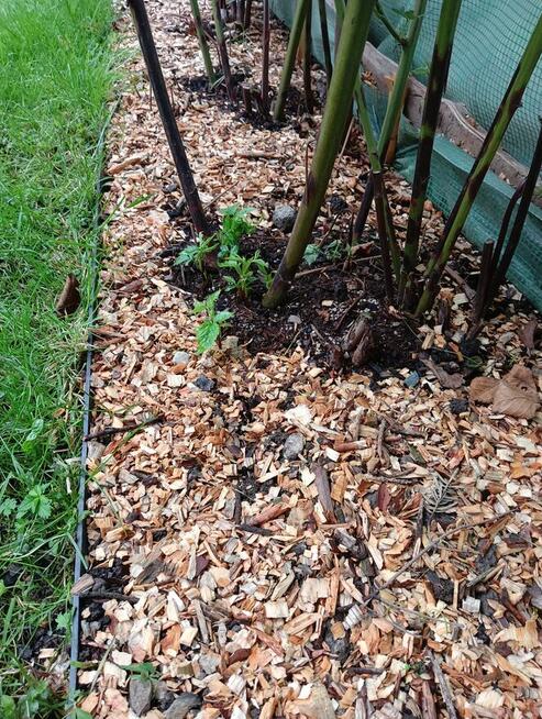 zrębka sosnowa drewno mielone podsypka kompost