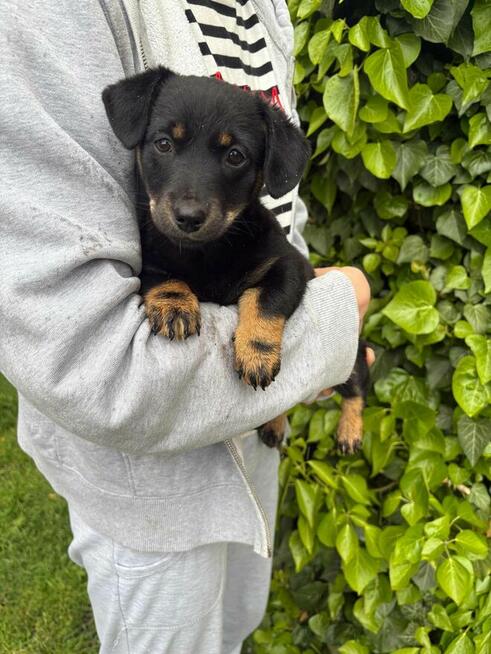 Oddam pieski w dobre ręce