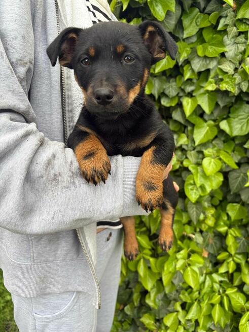 Oddam pieski w dobre ręce