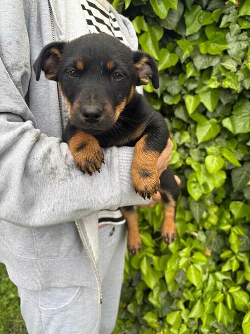 Oddam pieski w dobre ręce