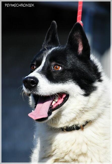 Karel – szuka odpowiedzialnego domu znającego ten typ rasy