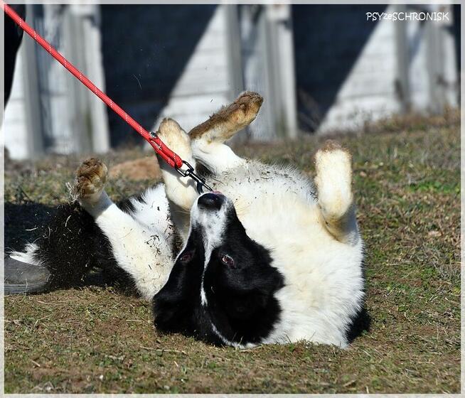 Karel – szuka odpowiedzialnego domu znającego ten typ rasy