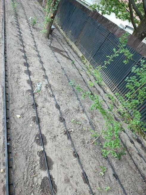 Profesjonalne Usługi Ogrodnicze | Trawniki, Przycinanie,