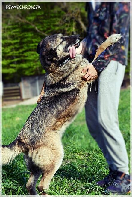 Wilczek – z Wojtyszek do Azylu –teraz szuka ostoi na starość