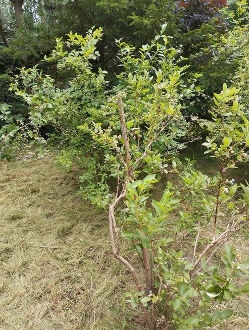 Odstąpię działkę rekreacyjnną