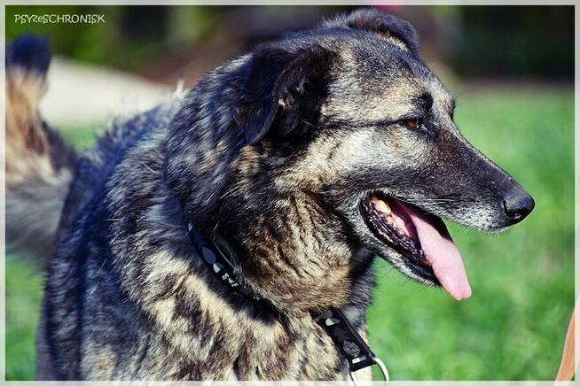 Wilczek – z Wojtyszek do Azylu –teraz szuka ostoi na starość