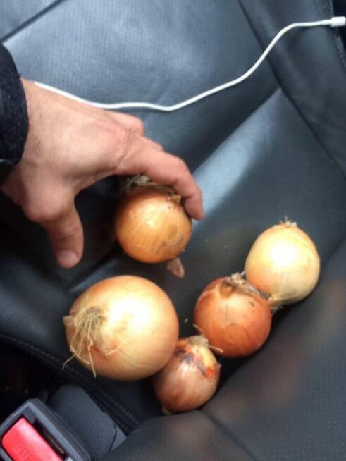 Sprzedam cebulę obraną białą żółtą zwykłą