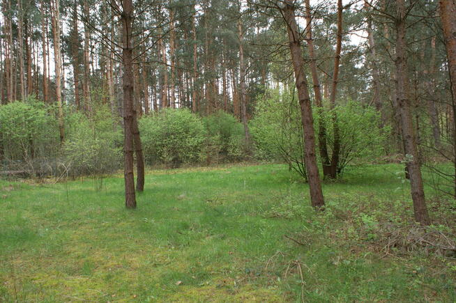 Sprzedam działkę rekreacyjną 29a w Czerwonej Woli, Sieniawa