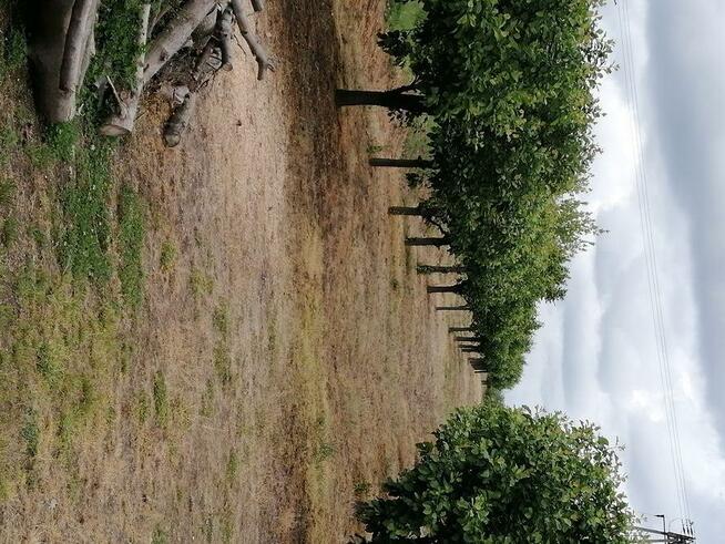 Sprzedam dom z działka i budynkami gospodarczymi