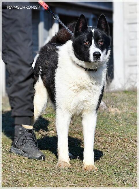 Karel – szuka odpowiedzialnego domu znającego ten typ rasy