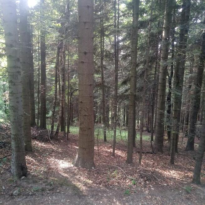 Sprzedam las jodłowy