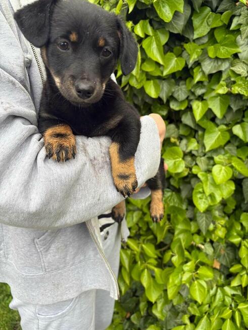 Oddam pieski w dobre ręce