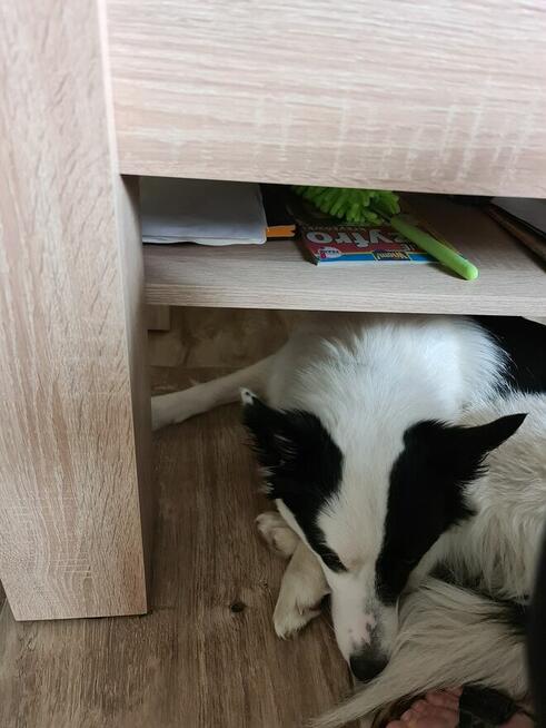 Suczka rasy Border Collie