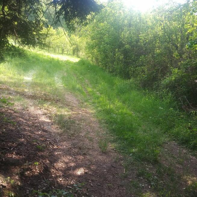 Sprzedam las jodłowy