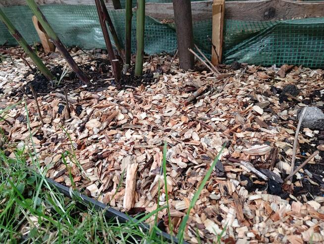 zrębka sosnowa drewno mielone podsypka kompost