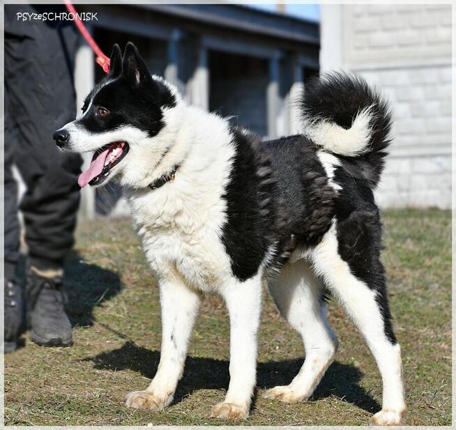 Karel – szuka odpowiedzialnego domu znającego ten typ rasy
