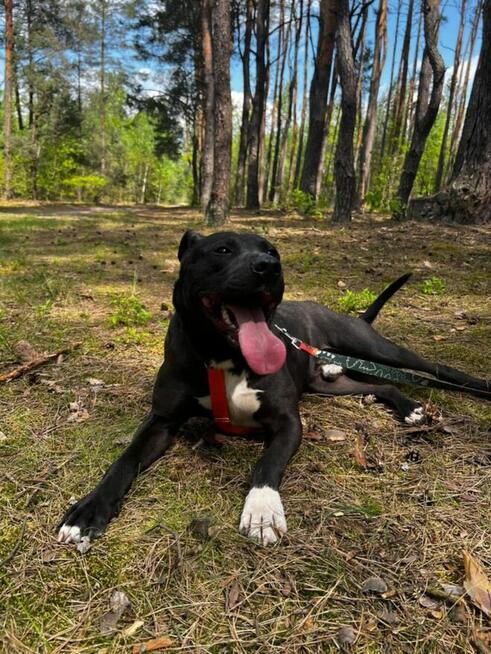 Kali - wychowany, domowy TTB mix szuka domu!