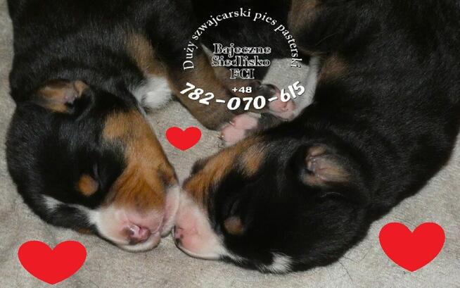 Duży Szwajcarski Pies Pasterski szczeniaki szczeniak FCI