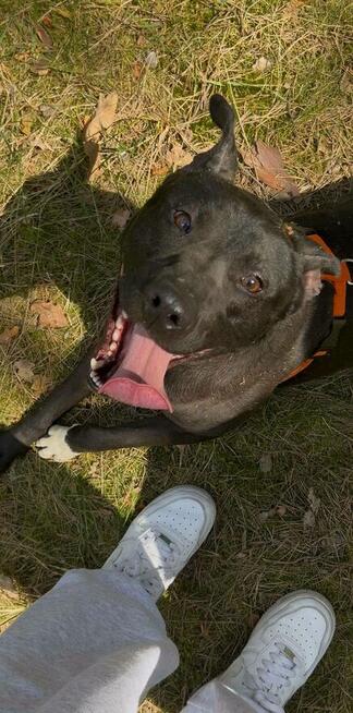 Kali - wychowany, domowy TTB mix szuka domu!