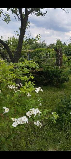 Sprzedam ogródek działkowy ROD Jedność Robotnicza w Bytomiu