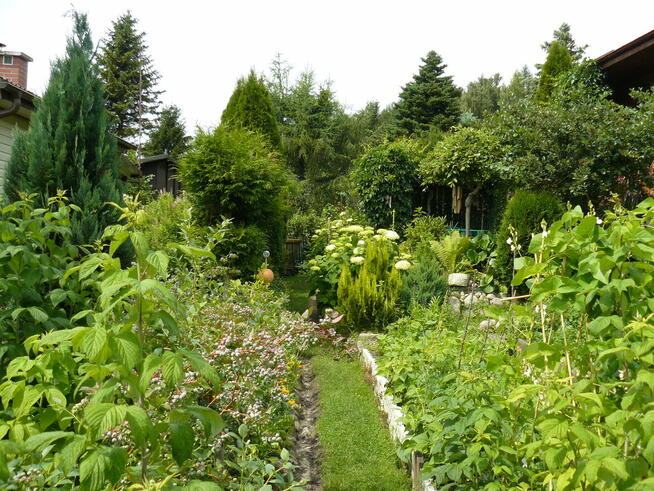 Działka ogrodnicza ROD Tuchomek (Warzenko), pow. ~300m2