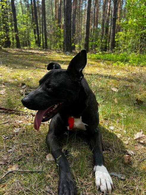 Kali - wychowany, domowy TTB mix szuka domu!