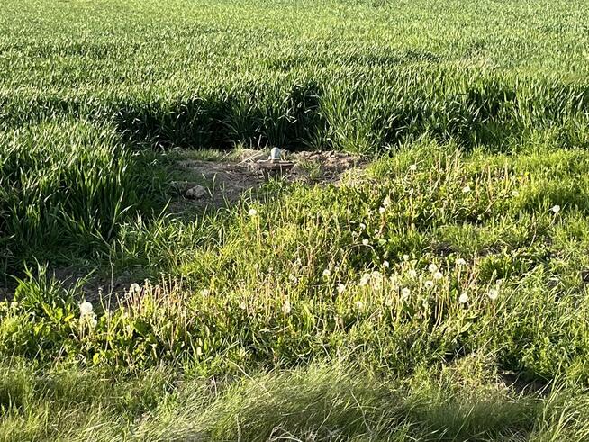 Działka 14816 m2 z WZ w gm. Przyłęk pow. Zwoleń.