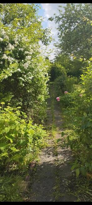 Sprzedam ogródek działkowy ROD Jedność Robotnicza w Bytomiu