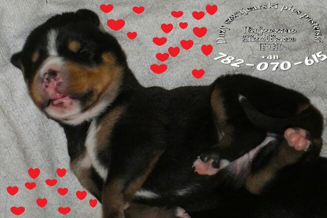 Duży Szwajcarski Pies Pasterski szczeniaki szczeniak FCI