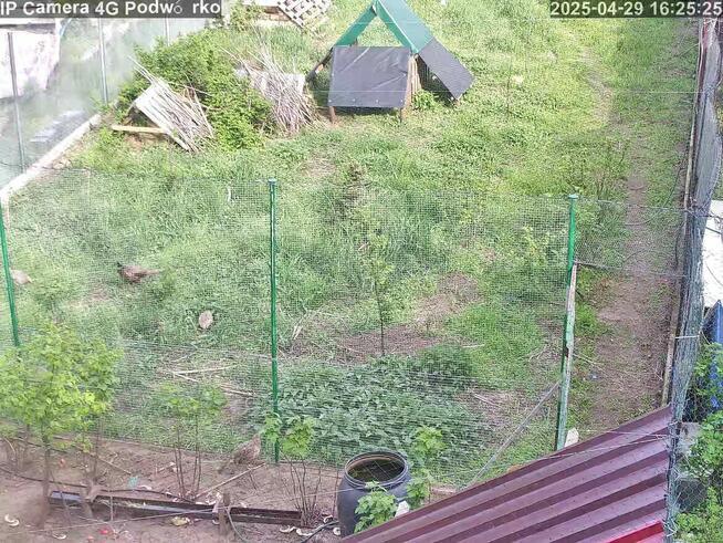 Sprzedam jajka lęgowe bażanta łownego 30 szt. .Mielec