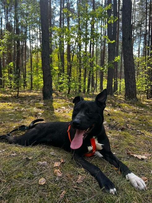 Kali - wychowany, domowy TTB mix szuka domu!