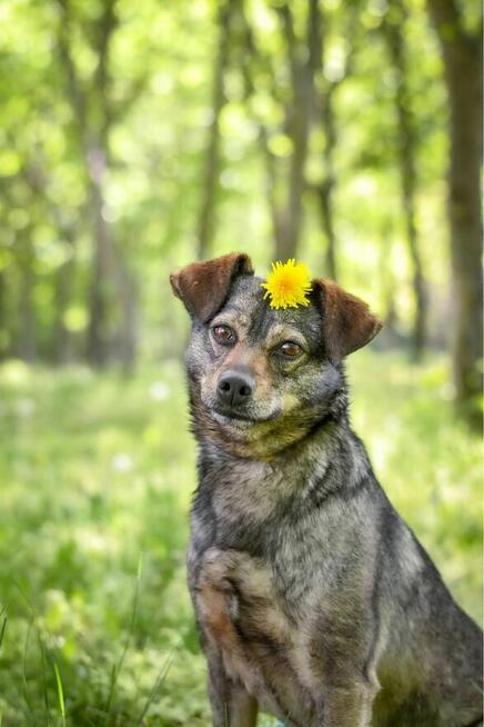 Lola-delikatna filigranowa suczka czeka na wyrozumialy dom