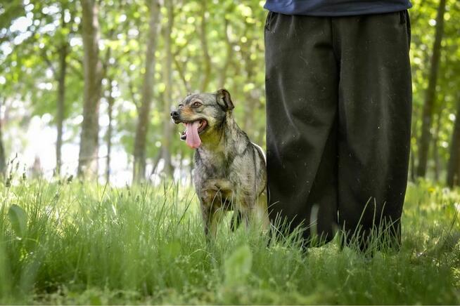 Lola-delikatna filigranowa suczka czeka na wyrozumialy dom