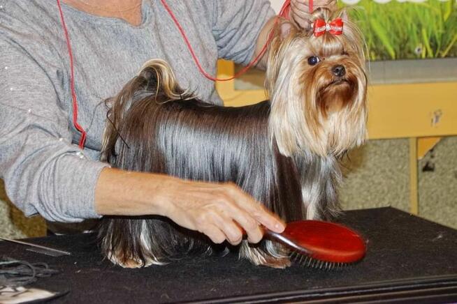 yorkshire terrier