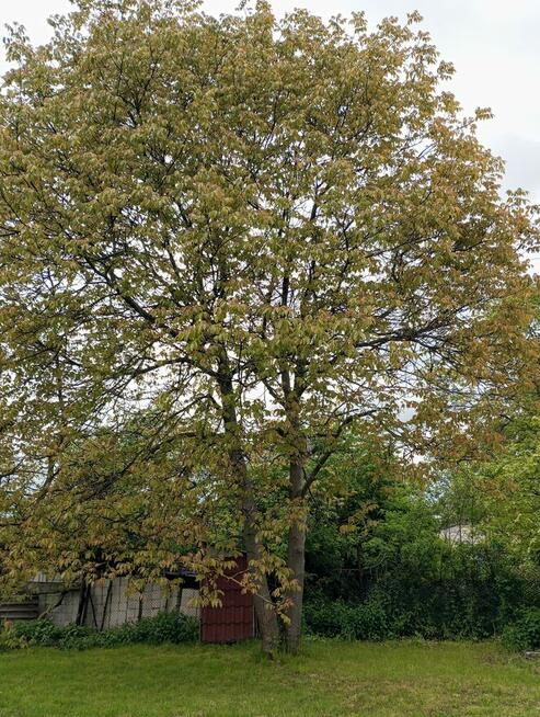 Sprzedam działkę zabudowaną.