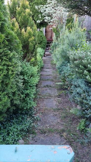 Działka ogrodnicza ROD Tuchomek (Warzenko), pow. ~300m2