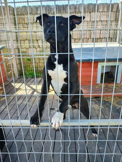 Kali - wychowany, domowy TTB mix szuka domu!