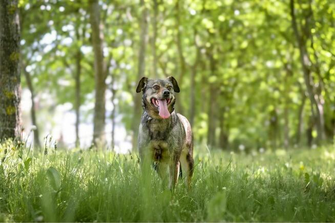 Lola-delikatna filigranowa suczka czeka na wyrozumialy dom