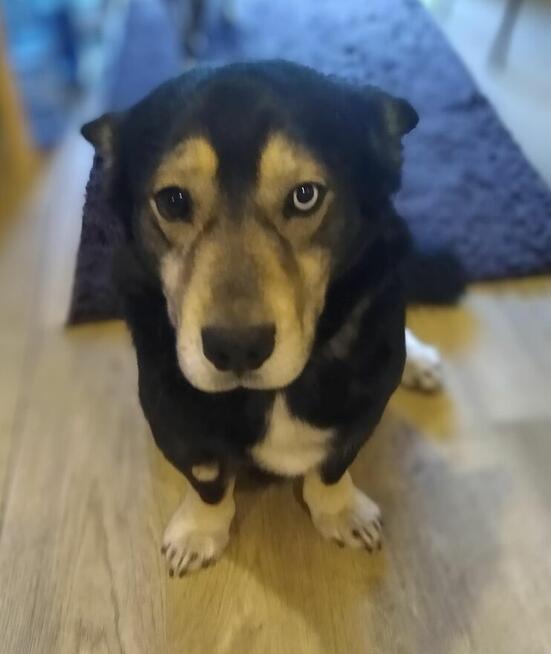 Henio, wychowany niebieskooki dżentelmen szuka domu!