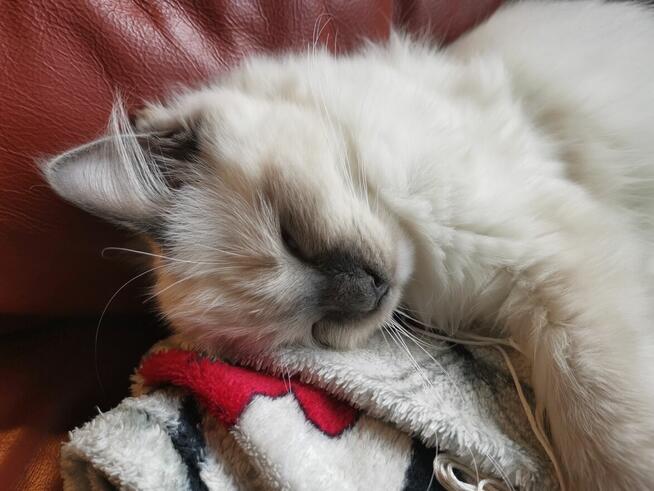 Sprzedam kotkę Ragdoll