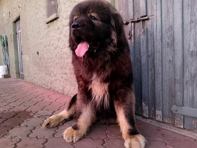 Owczarek Kaukaski Reproduktor