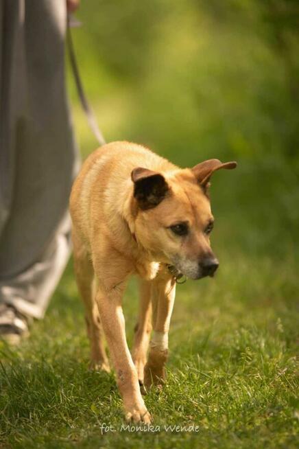 Diego szuka kochającego domu