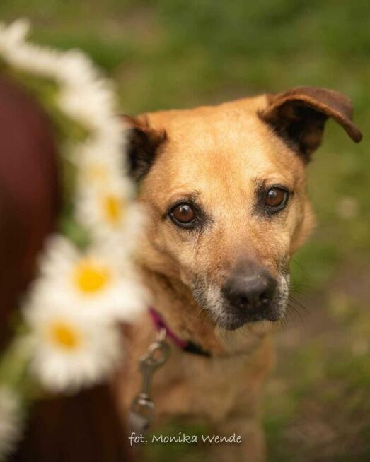 Diego szuka kochającego domu