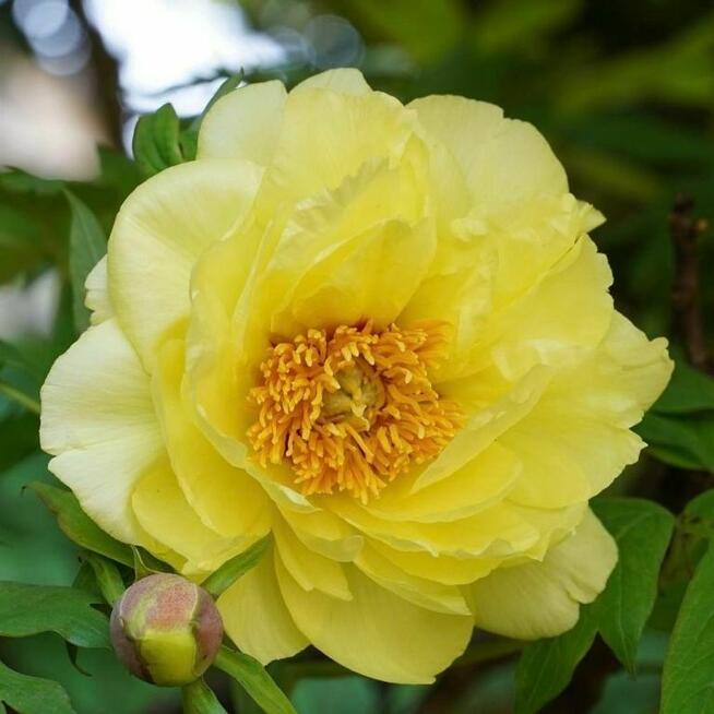 Piwonia drzewiasta ŻÓŁTA – duże kwiaty, mocny akcent