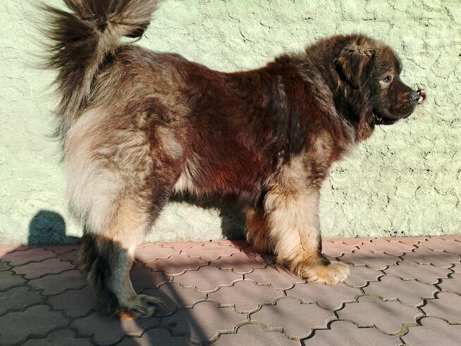 Owczarek Kaukaski Reproduktor