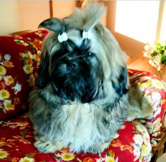 Shih tzu FCI piesek